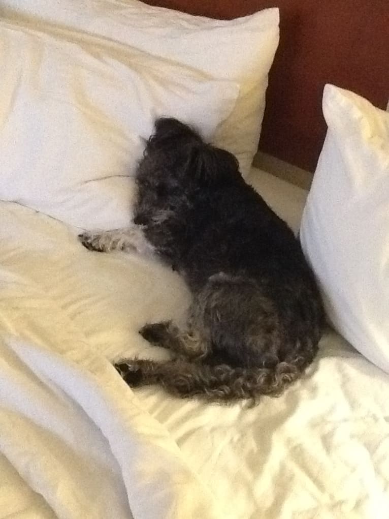 Sharky, a Bichon Frise and Scottish Terrier mix tested with EmbarkVet.com