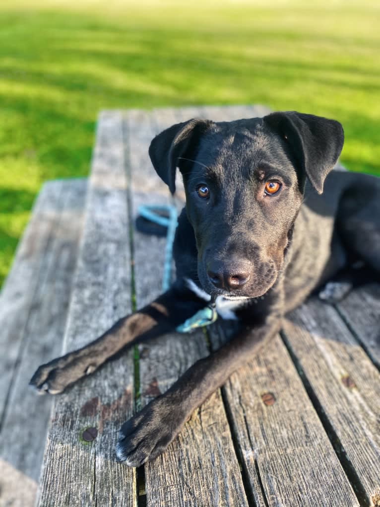 Mooshie, an American Pit Bull Terrier and German Shepherd Dog mix tested with EmbarkVet.com