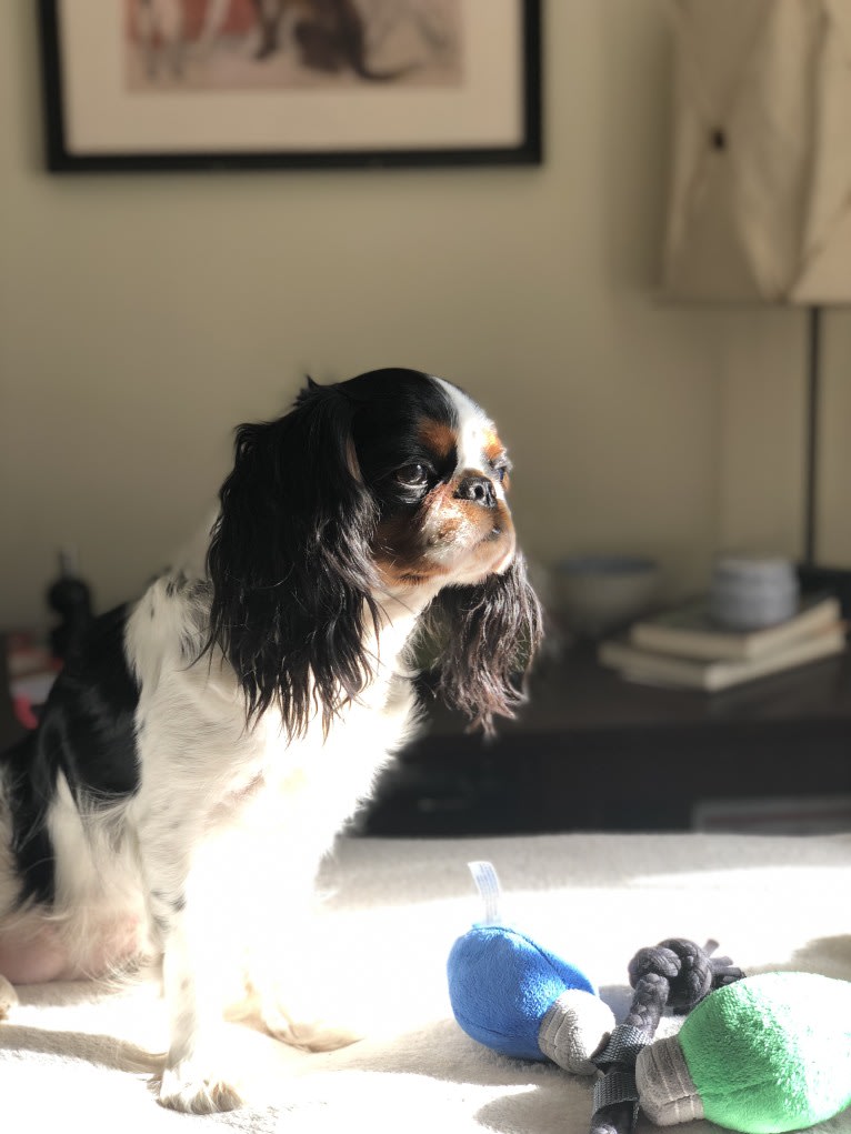 Beatrice (Bea), an English Toy Spaniel tested with EmbarkVet.com