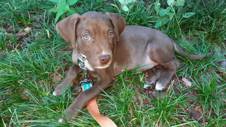 Valkyrie, a Golden Retriever and Labrador Retriever mix tested with EmbarkVet.com