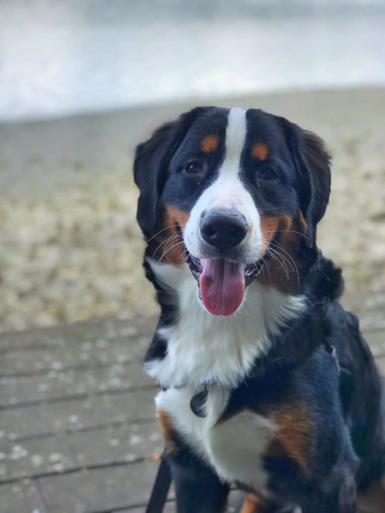 Teddy, a Bernese Mountain Dog tested with EmbarkVet.com