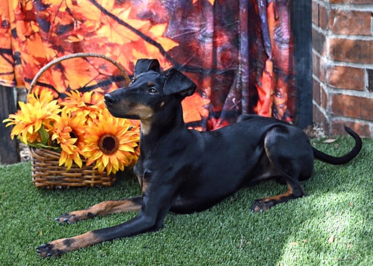 Lincoln, a Manchester Terrier (Standard) tested with EmbarkVet.com