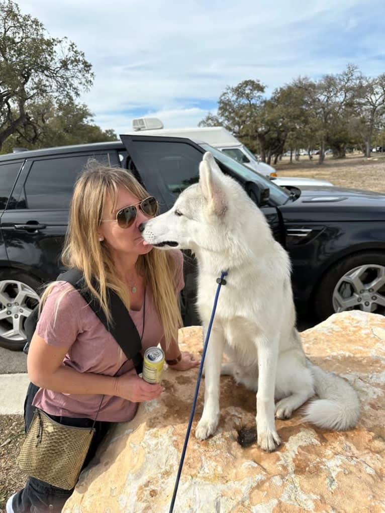 Koda, a Siberian Husky and German Shepherd Dog mix tested with EmbarkVet.com