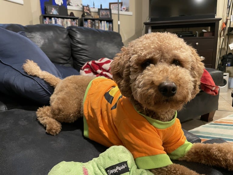 Liesel, a Goldendoodle tested with EmbarkVet.com