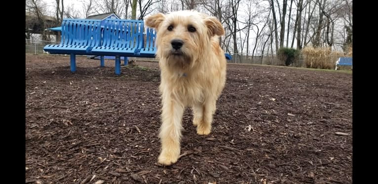 Chewy Reynoso, an Eastern European Village Dog and Yorkshire Terrier mix tested with EmbarkVet.com