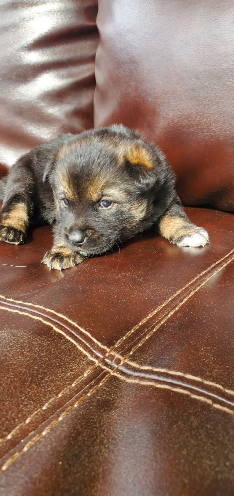 Fluffy, a Jindo tested with EmbarkVet.com