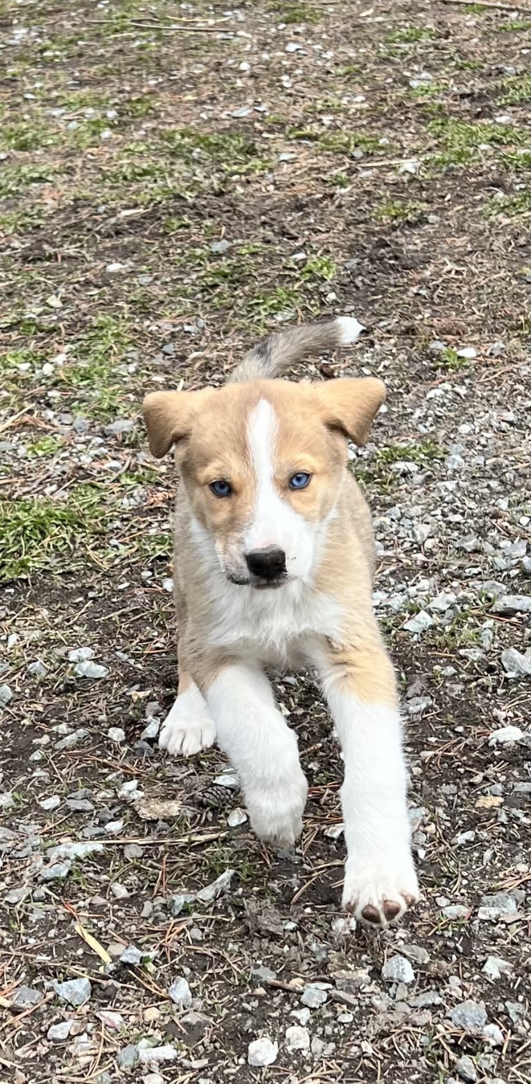 Kayce, a Siberian Husky and Alaskan-type Husky mix tested with EmbarkVet.com