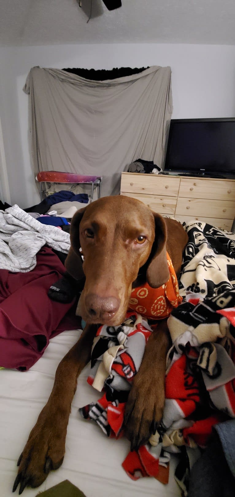 Dakota, a Chesapeake Bay Retriever and German Shorthaired Pointer mix tested with EmbarkVet.com