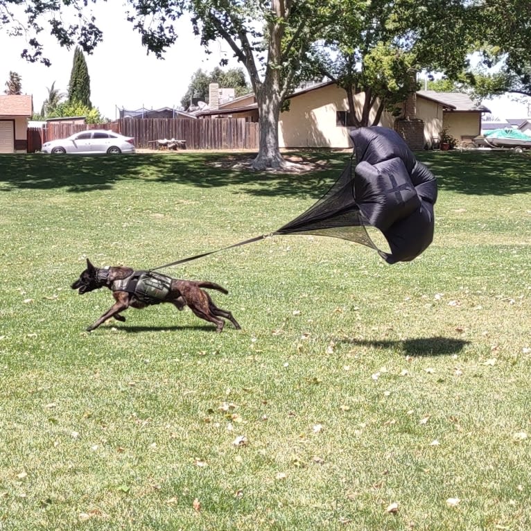 Static, a Dutch Shepherd tested with EmbarkVet.com