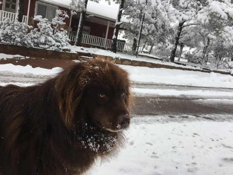 Rosey, a Newfoundland and Siberian Husky mix tested with EmbarkVet.com