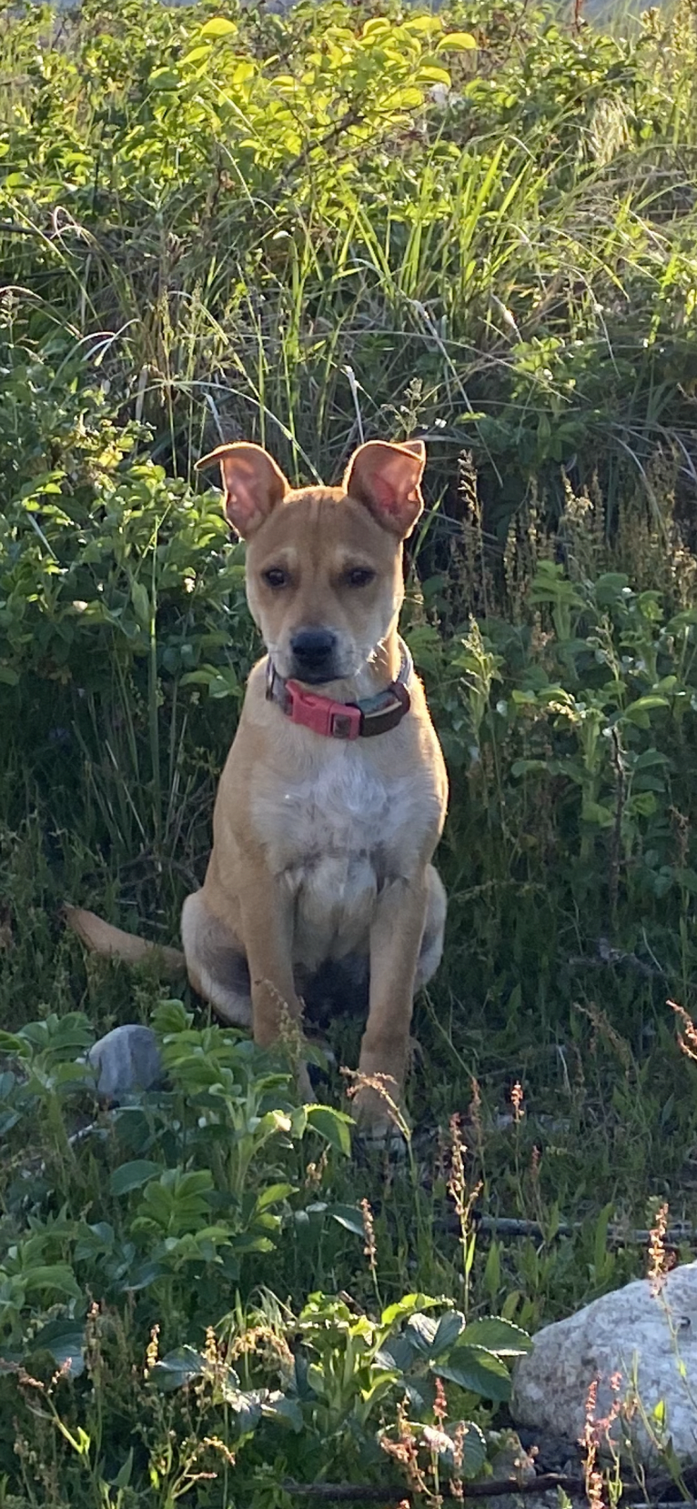 Poppy, an Australian Cattle Dog and American Pit Bull Terrier mix tested with EmbarkVet.com