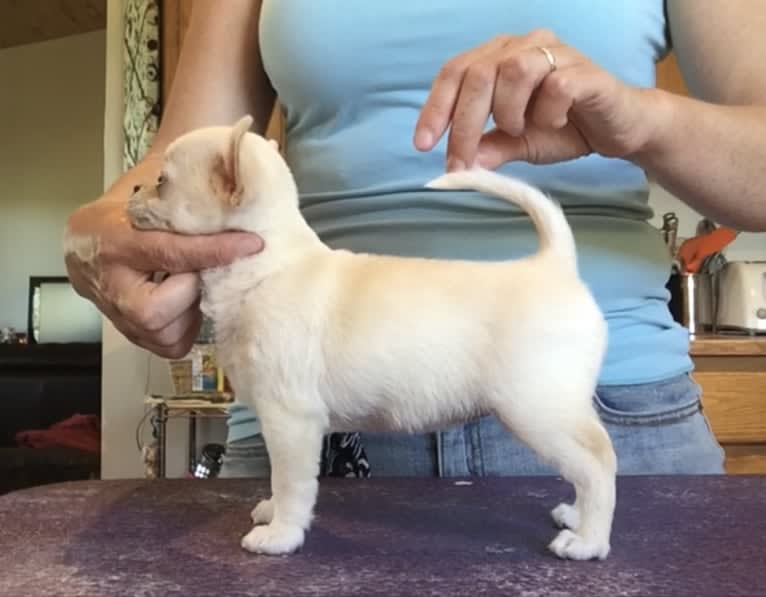 Winnie, a Chihuahua tested with EmbarkVet.com