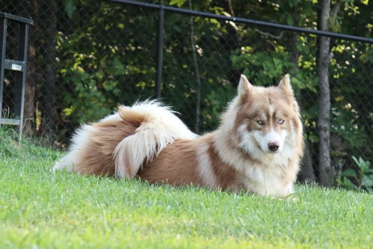 Sokka, a Siberian Husky tested with EmbarkVet.com