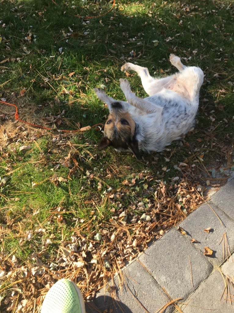 Juniper, a Chihuahua and Russell-type Terrier mix tested with EmbarkVet.com