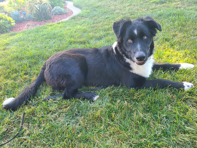 Levi, an Australian Shepherd and German Shepherd Dog mix tested with EmbarkVet.com