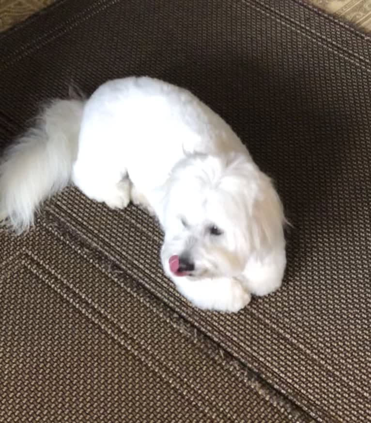 Nella Glass, a Coton de Tulear tested with EmbarkVet.com