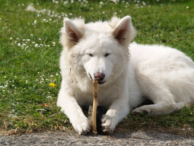 Alaska, a German Shepherd Dog and Akita mix tested with EmbarkVet.com