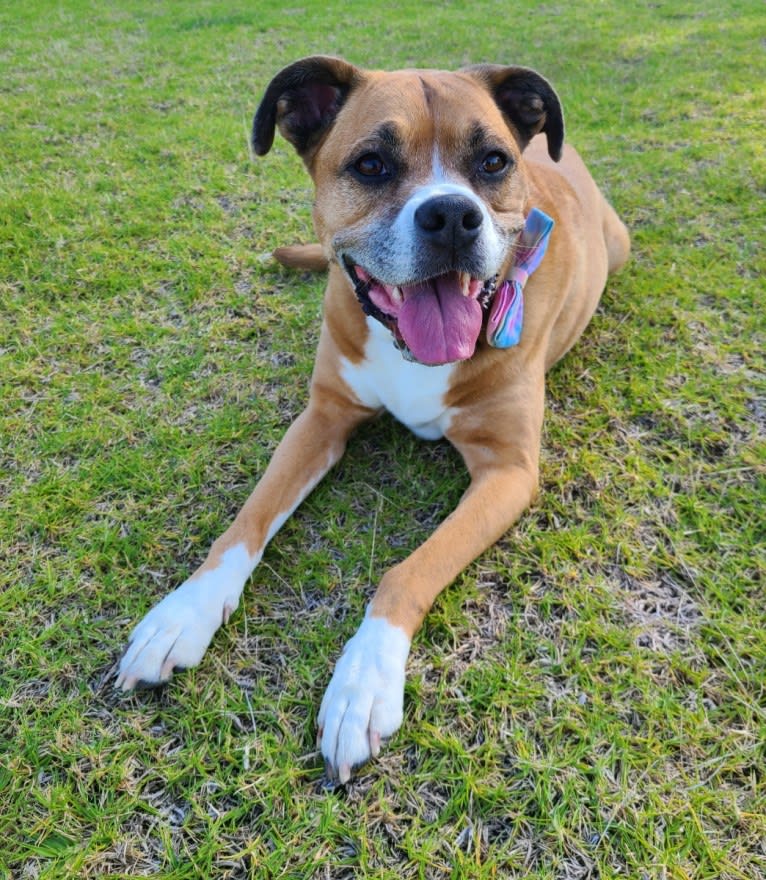 Kiah, an Australian Shepherd and Boxer mix tested with EmbarkVet.com