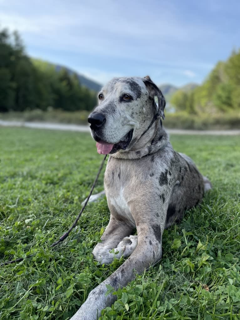 Nick, a Great Dane and Boxer mix tested with EmbarkVet.com