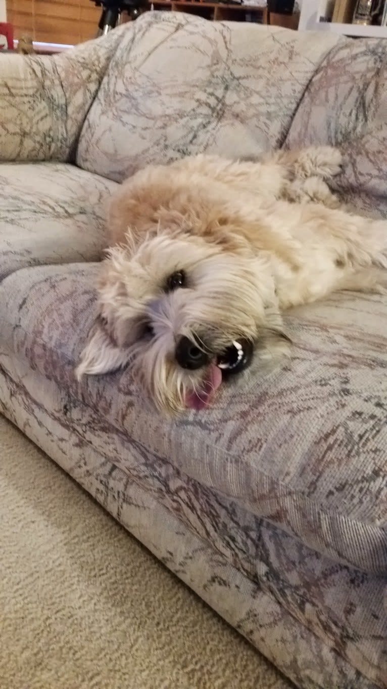 Desmond, a Soft Coated Wheaten Terrier tested with EmbarkVet.com