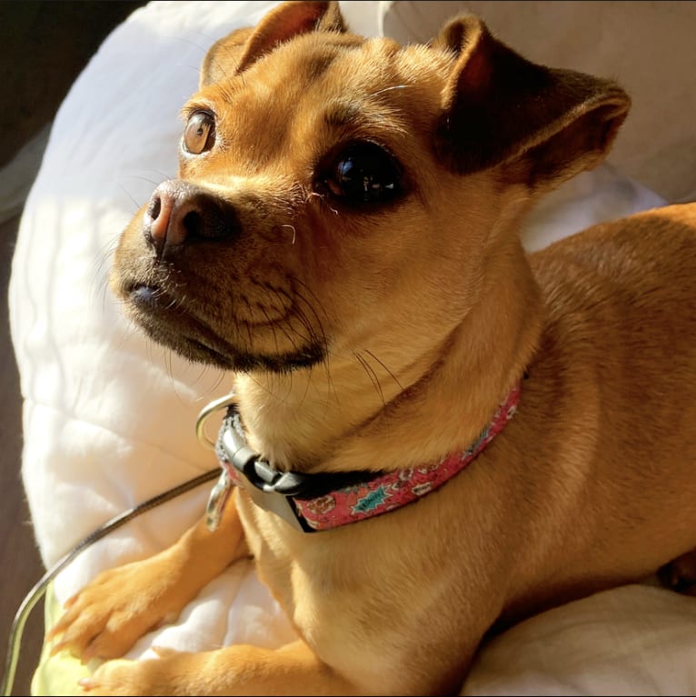 Chibi, a Chihuahua and Pug mix tested with EmbarkVet.com