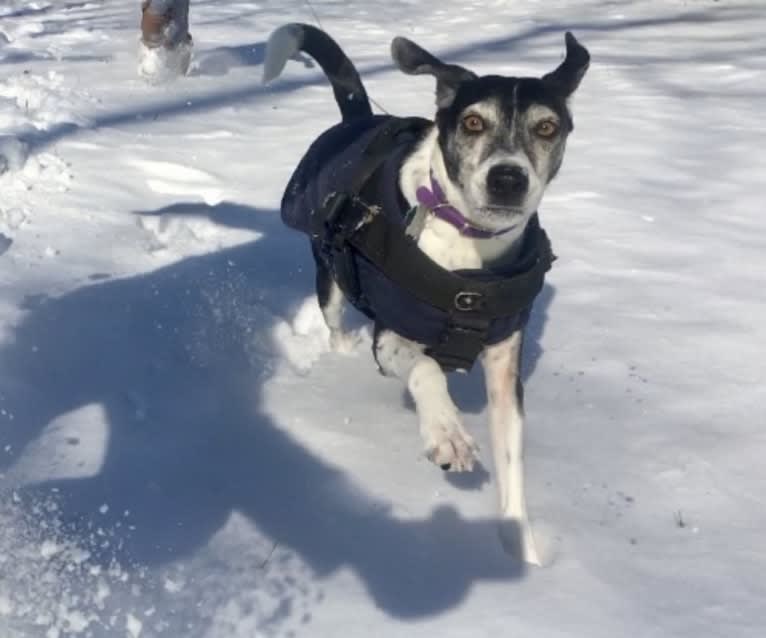 Jasper, a Mountain Cur tested with EmbarkVet.com