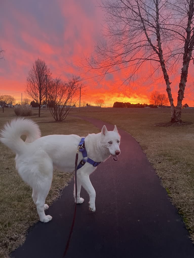 Loki, a Siberian Husky tested with EmbarkVet.com