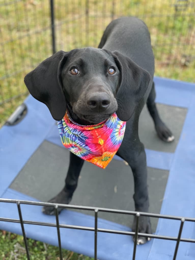 Spree, a German Shorthaired Pointer and Alaskan-type Husky mix tested with EmbarkVet.com