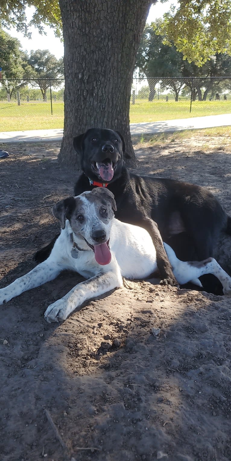 Goose, a Chow Chow and Australian Cattle Dog mix tested with EmbarkVet.com