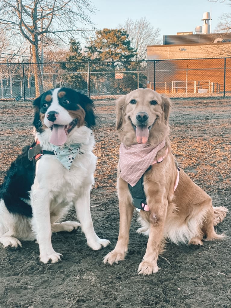 Marley, a Golden Retriever tested with EmbarkVet.com