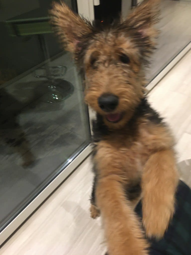 Lucy, an Airedale Terrier tested with EmbarkVet.com