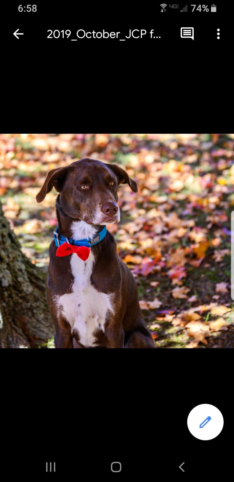 Murphy Brown, a Siberian Husky and German Shorthaired Pointer mix tested with EmbarkVet.com