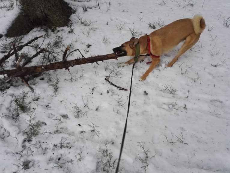 Kelmi, an Eastern European Village Dog and German Shepherd Dog mix tested with EmbarkVet.com