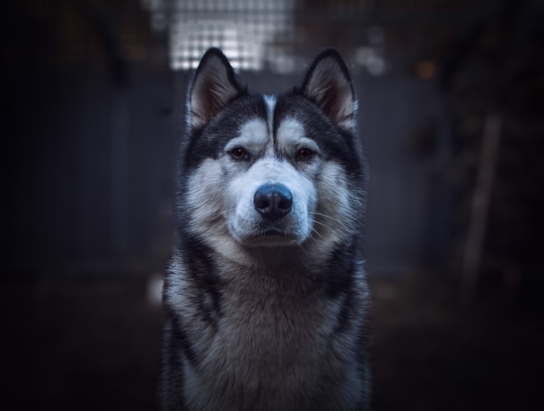 Apollo, a Samoyed and Siberian Husky mix tested with EmbarkVet.com