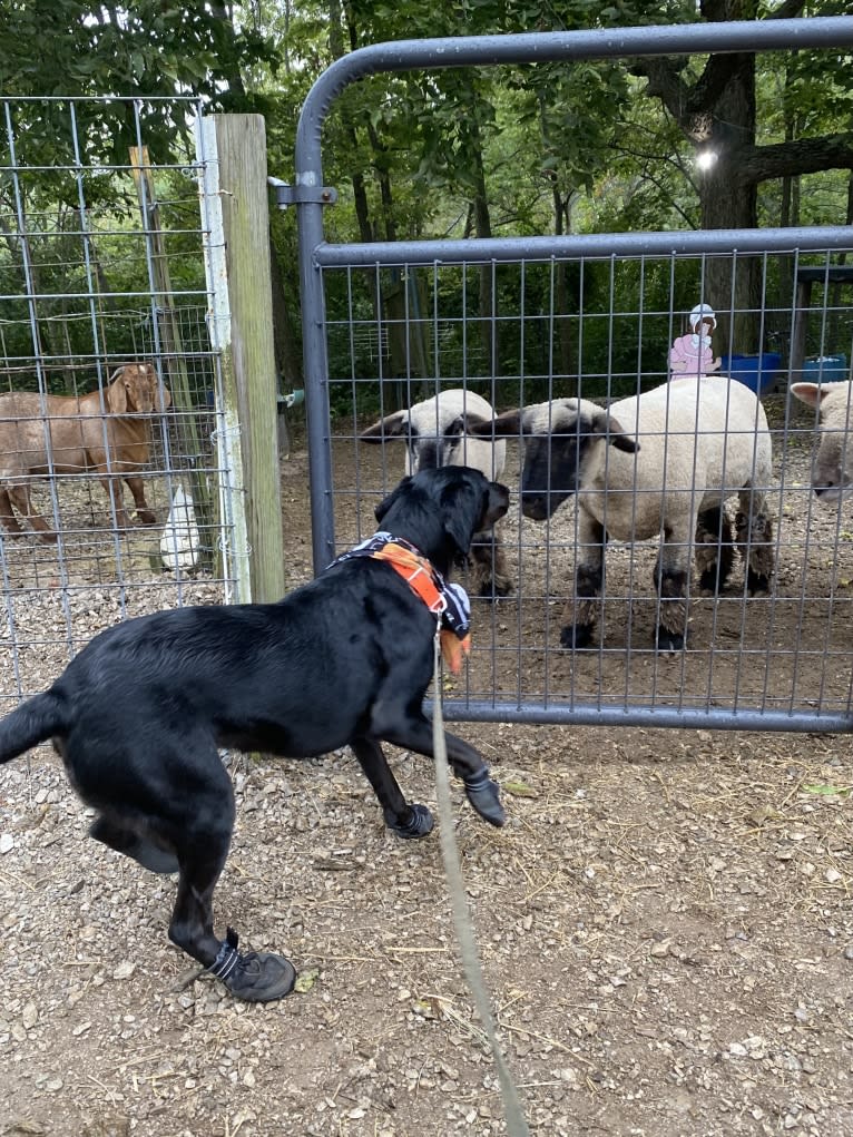 Curiosity Blue, a Labrador Retriever and Australian Shepherd mix tested with EmbarkVet.com