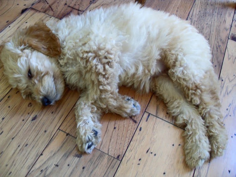 Ginger, a Goldendoodle tested with EmbarkVet.com