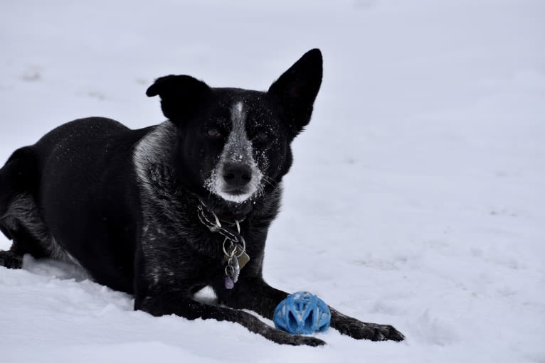 Mist, an Australian Cattle Dog and Australian Shepherd mix tested with EmbarkVet.com