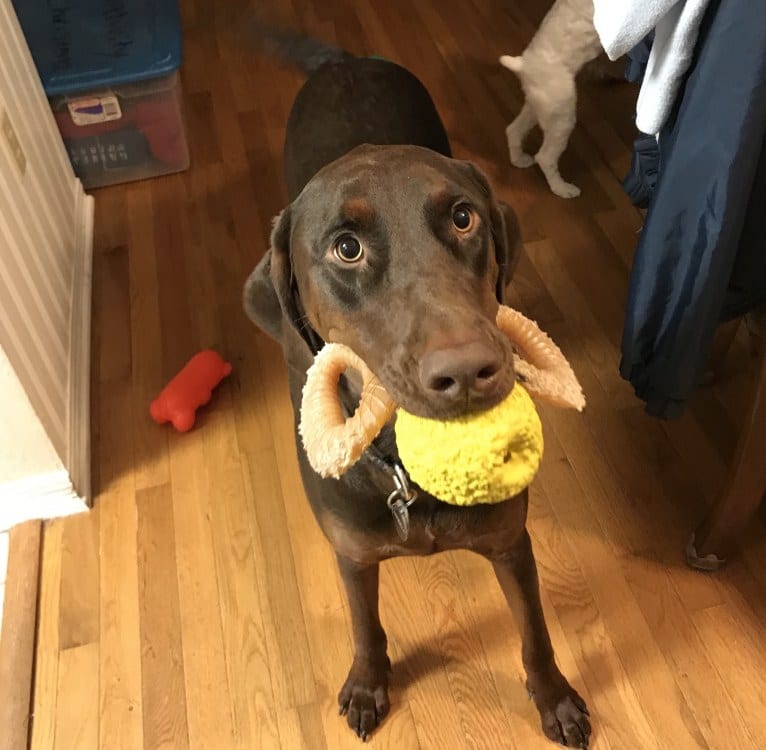 Minerva, a Doberman Pinscher and Golden Retriever mix tested with EmbarkVet.com