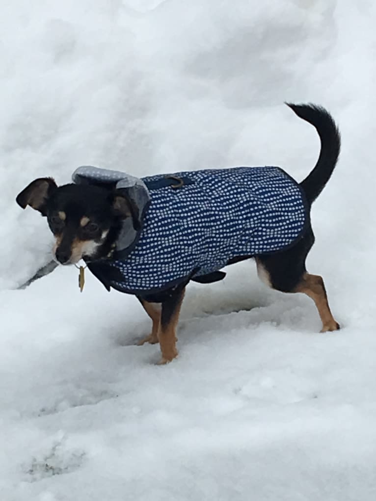 Jake, a Chihuahua and Dachshund mix tested with EmbarkVet.com