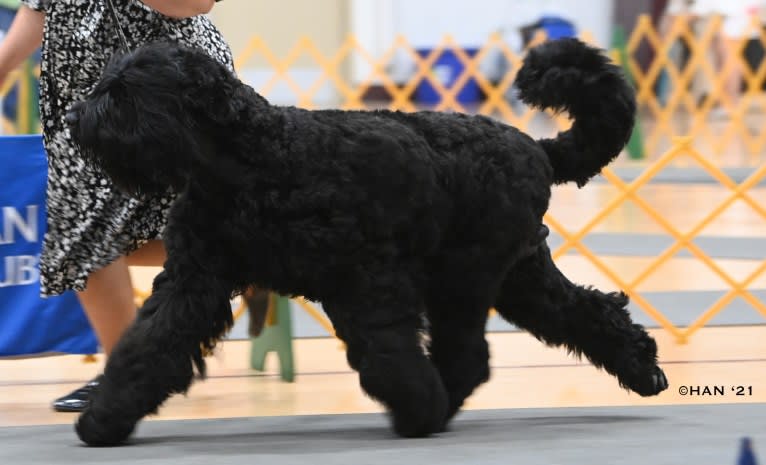 Greg, a Black Russian Terrier tested with EmbarkVet.com