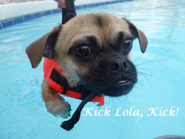 Lola, a Chug tested with EmbarkVet.com