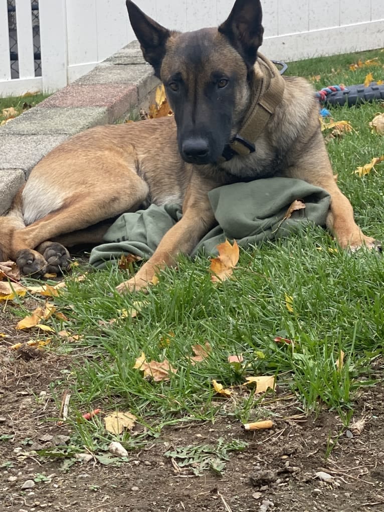 Linus, a Belgian Shepherd tested with EmbarkVet.com