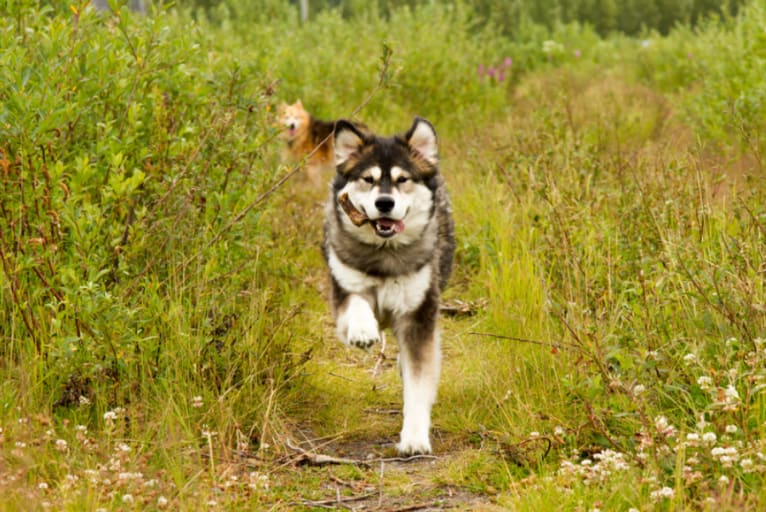 Maya, a Samoyed and Labrador Retriever mix tested with EmbarkVet.com