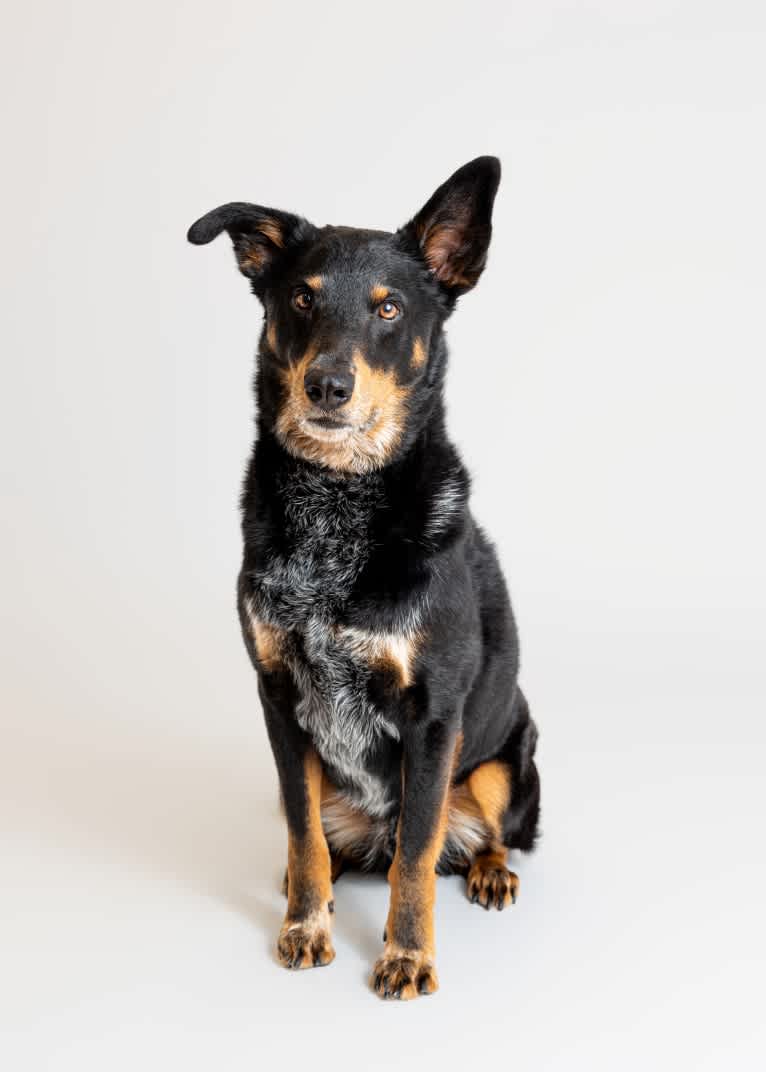 Buster, an Australian Cattle Dog and American Eskimo Dog mix tested with EmbarkVet.com