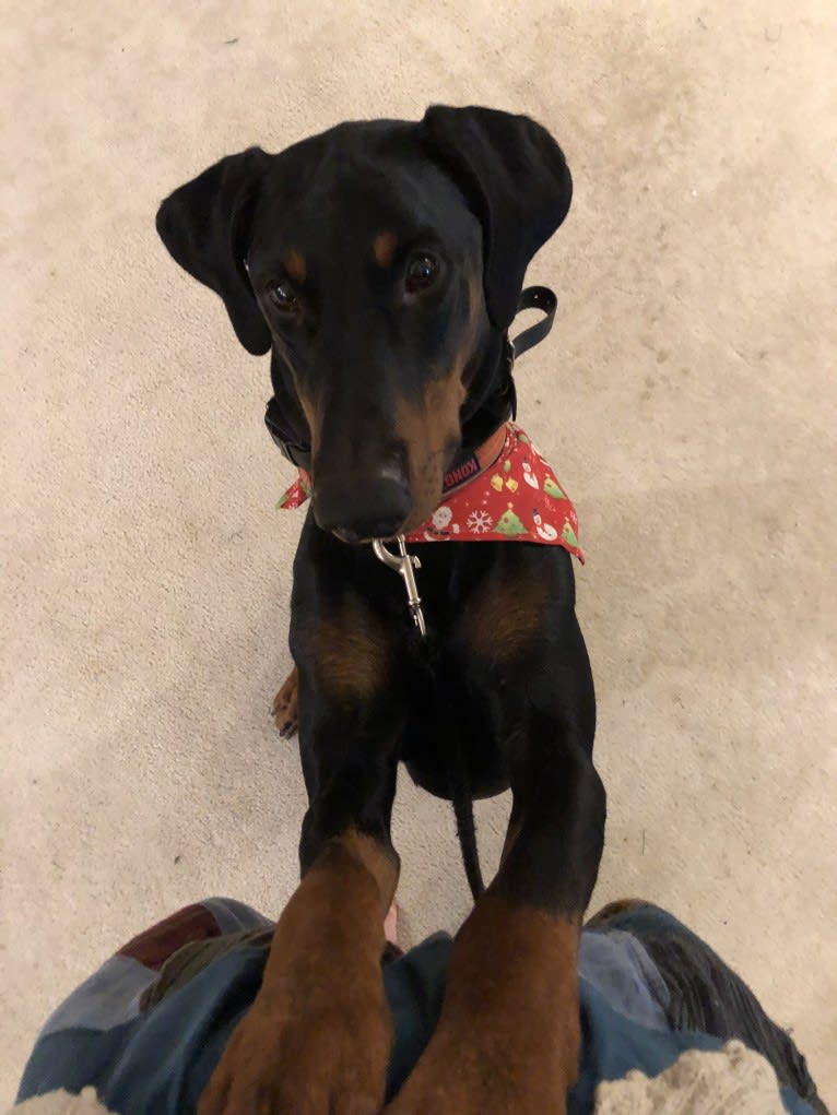 Arlo, a Doberman Pinscher tested with EmbarkVet.com