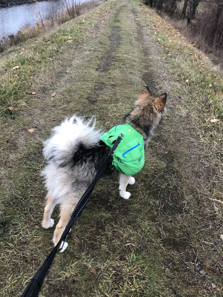 Miska, an Alaskan Malamute and German Shepherd Dog mix tested with EmbarkVet.com