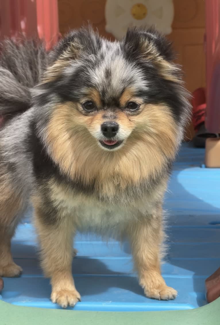 Bella, a Pomeranian tested with EmbarkVet.com