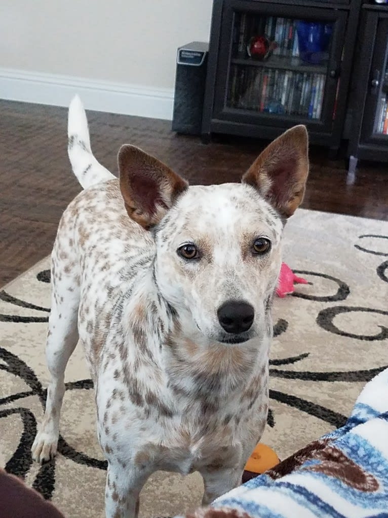 Photo of Bella, an Australian Cattle Dog, Catahoula Leopard Dog, Chow Chow, Rat Terrier, and Border Collie mix in Greenville, Texas, USA