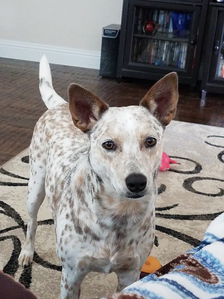 Bella, an Australian Cattle Dog and Catahoula Leopard Dog mix tested with EmbarkVet.com