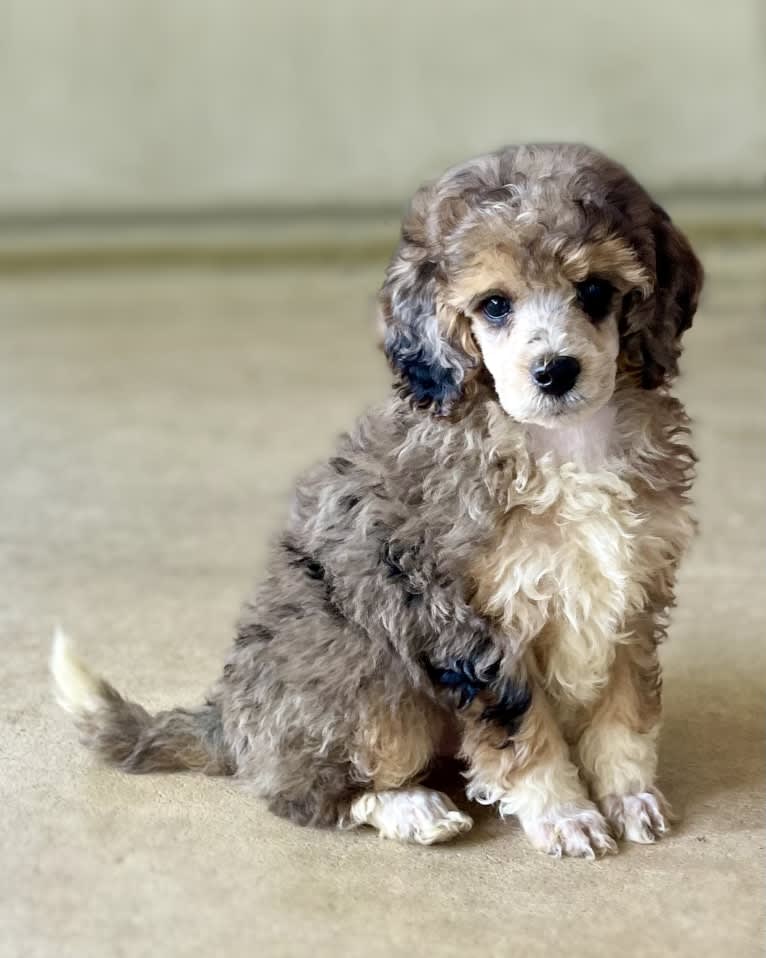 Levi, a Poodle tested with EmbarkVet.com